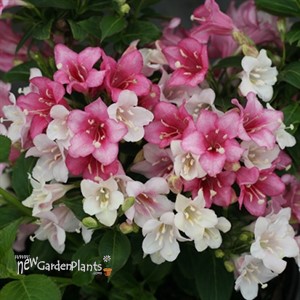 Weigela Czechmark Trilogy
