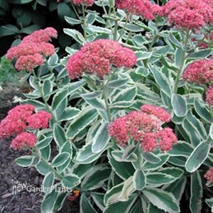 'Frosted Fire' Stonecrop