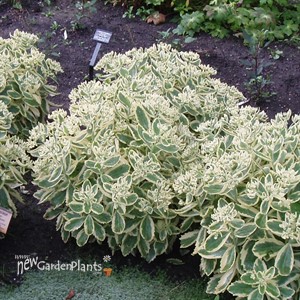 'Frosted Fire' Stonecrop