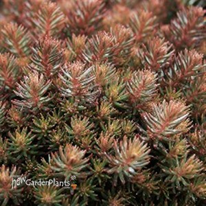 'Chocolate Ball' Sedum