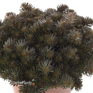 'Chocolate Ball' Sedum