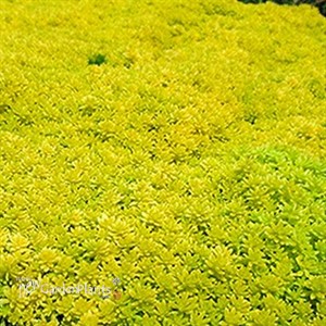 'Gold Moss' Sedum acre