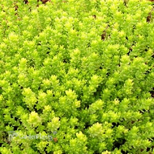 'Gold Moss' Sedum acre