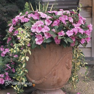 'Illumination' Periwinkle, Myrtle