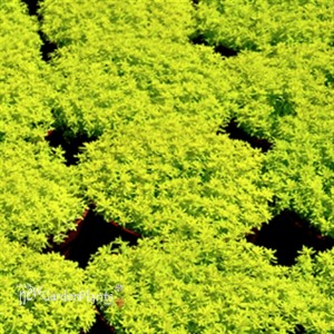 'Gold Moss' Sedum acre