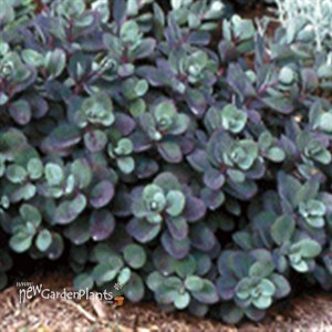 'Vera Jameson'  Sedum