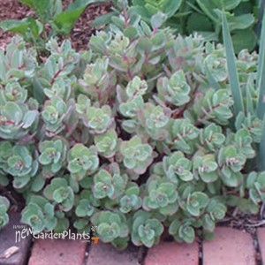 'Vera Jameson'  Sedum