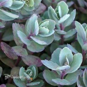 'Vera Jameson'  Sedum