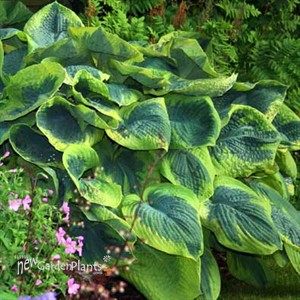 Hosta 'Frances Williams'