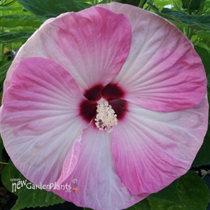 'Pink Swirl' Hibiscus
