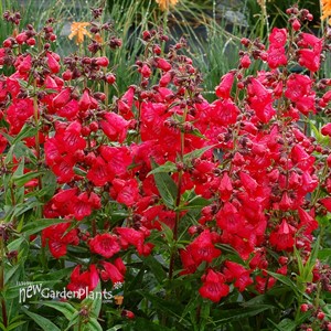 Penstemon 'Cha Cha Cherry'