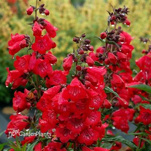 Penstemon 'Cha Cha Cherry'