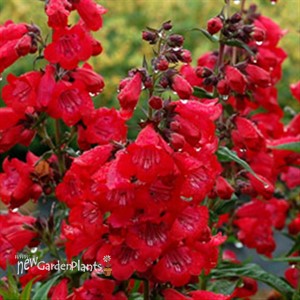 Penstemon 'Cha Cha Cherry'
