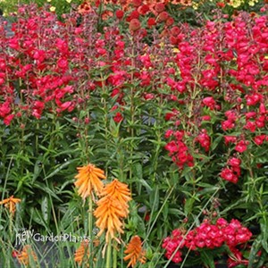 Penstemon 'Cha Cha Cherry'