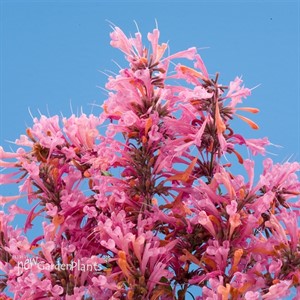Agastache Sunrise Salmon & Pink
