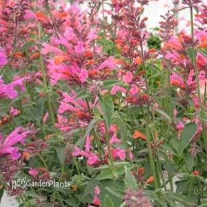Agastache Sunrise Salmon & Pink