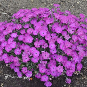 Dianthus 'Paint the Town Fuchsia'