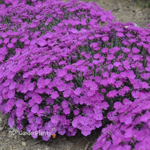 Dianthus 'Paint the Town Fuchsia'