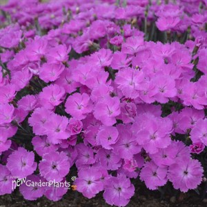 Dianthus 'Paint the Town Fuchsia'