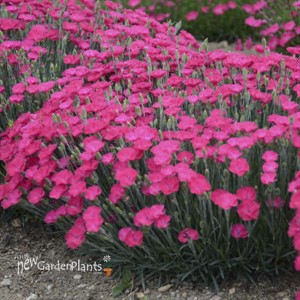 Dianthus 'Paint the Town Magenta' 