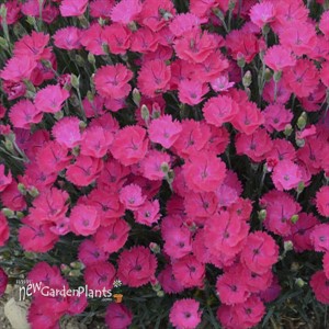 Dianthus 'Paint the Town Magenta' 
