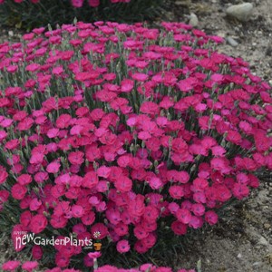 Dianthus 'Paint the Town Magenta' 