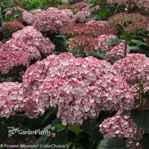 'INVINCIBELLE Spirit II' Hydrangea