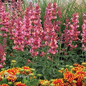Agastache 'Kudos Ambrosia'  Hyssop