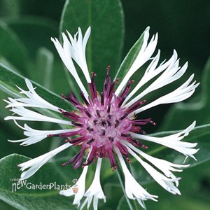 'Amethyst in Snow' Bachelor Button