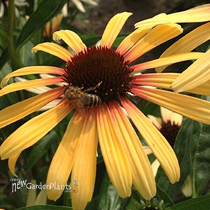 Fiery Meadow Mama Coneflower