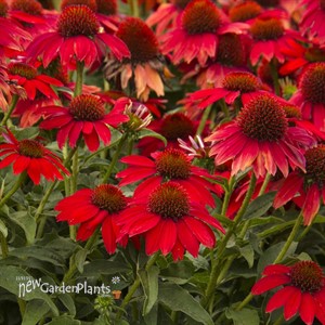 Sombrero 'Salsa Red' Coneflower