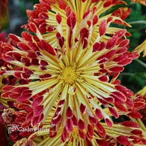 'Matchsticks' Hardy Mum