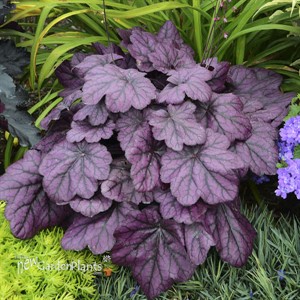 Heuchera 'Wild Rose'