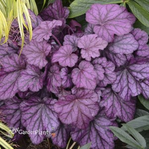 Heuchera 'Wild Rose'