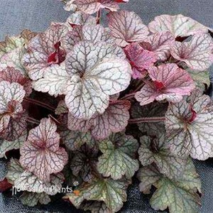 Heuchera NORTHERN EXPOSURE Silver