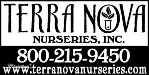 Heuchera NORTHERN EXPOSURE Silver