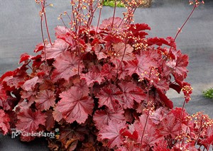 Heuchera NORTHERN EXPOSURE Red