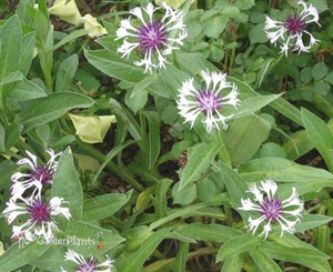 'Amethyst in Snow' Bachelor Button