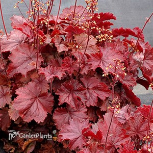 Heuchera NORTHERN EXPOSURE Red