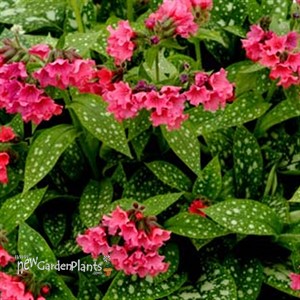 Pulmonaria 'Shrimps on the Barbie'