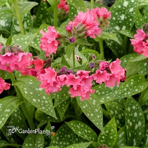 Pulmonaria 'Shrimps on the Barbie'