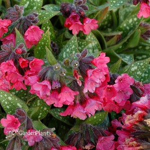 Pulmonaria 'Shrimps on the Barbie'