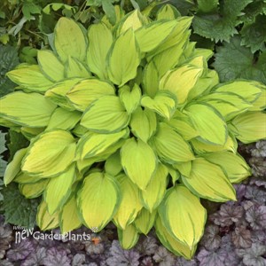Hosta 'Island Breeze'