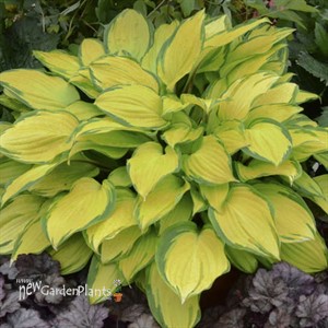 Hosta 'Island Breeze'