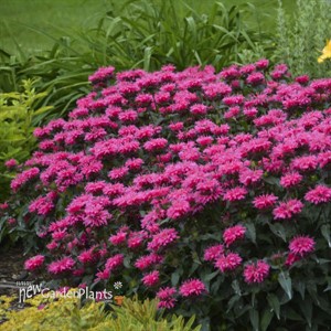 Monarda 'Bubblegum Blast' ppaf