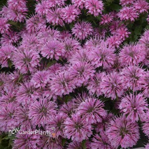 Monarda 'Bubblegum Blast' ppaf