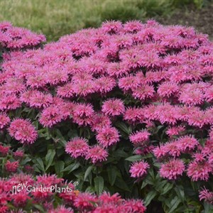 Monarda 'Bubblegum Blast' ppaf