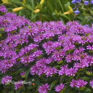 Monarda 'Lilac Lollipop