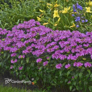 Monarda 'Lilac Lollipop