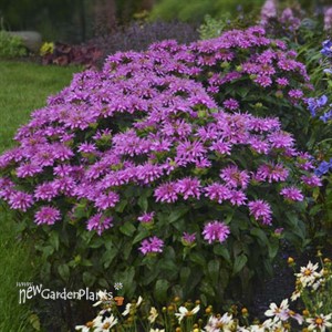 Monarda 'Lilac Lollipop